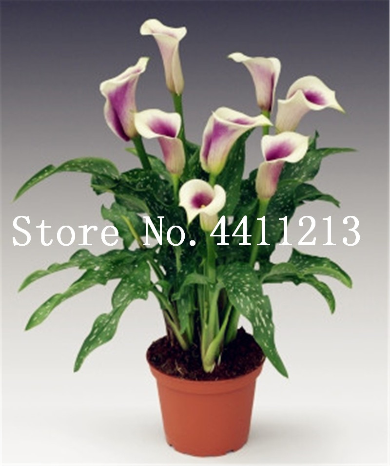100 PCS Seeds Rare Calla Lily Bonsai Flowers Free Shipping Easy To Grow 2019 New
