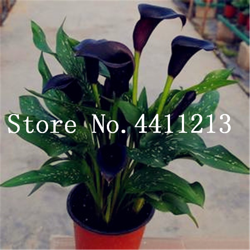 100 PCS Seeds Rare Calla Lily Bonsai Flowers Free Shipping Easy To Grow 2019 New