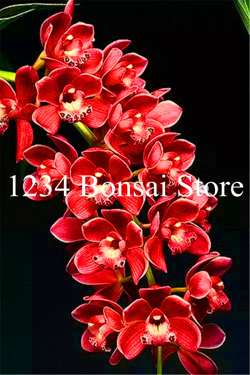 Cymbidium Bonsai Butterfly Orchid Bonsai for Home Garden 100pcs