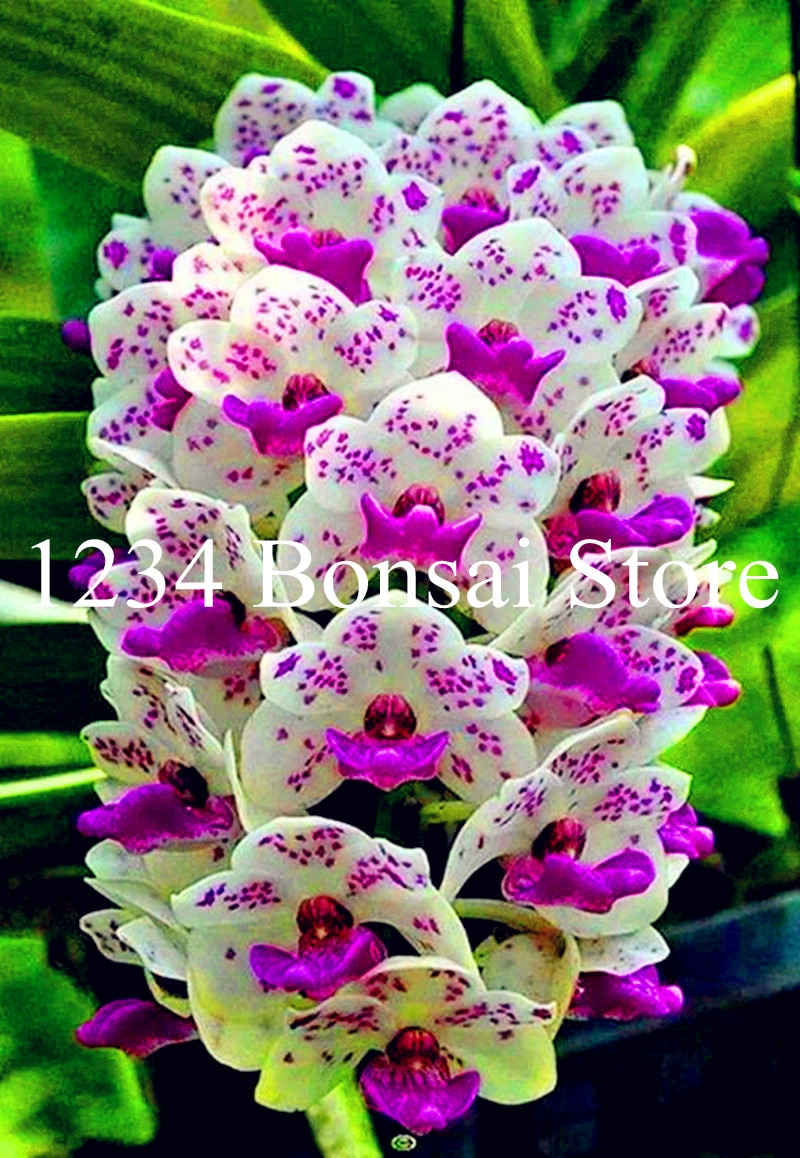 100 Christmas Orchid Flowers Seeds Angraecum Rare Bonsai Plants in Home Garden 
