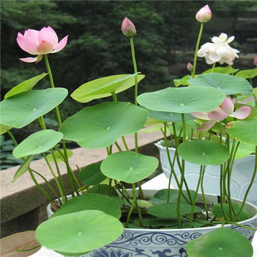 Hot Sale 10 Pcs Pack Bowl Lotus Bonsai Hydroponic Plants Aquatic Plants Flowerpot Lotus Water Lily Plant Bonsai Garden Mygifts360